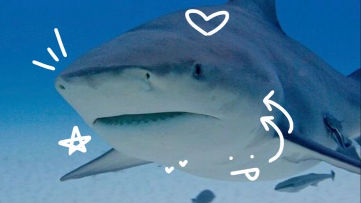 CLUB SHARK
