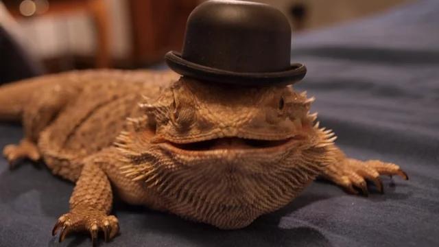 Lizards with Hatsのバナー