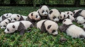 PandaPPLのバナー