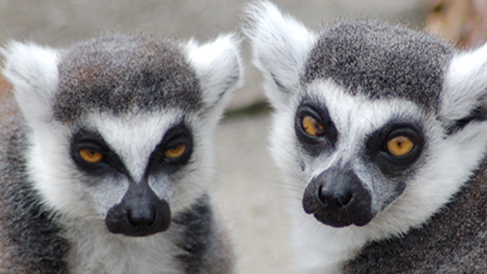 LovingLemursのバナー