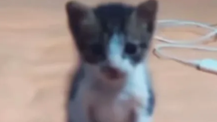 Just M0onCheese