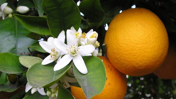 The Orange Tree