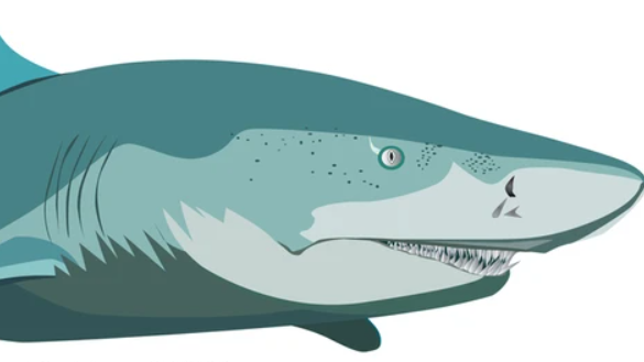 The Lemon Sharksのバナー