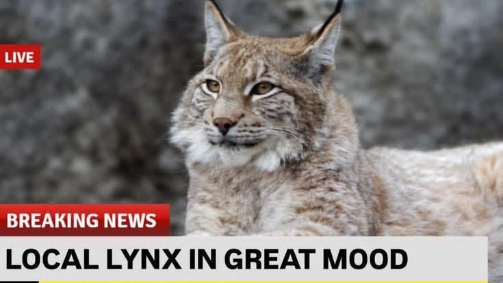 The lynx loungeのバナー