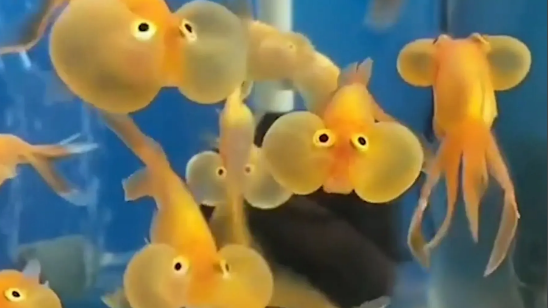 fishy aquarium