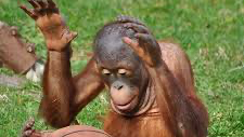 MONKEYARECUTEのバナー