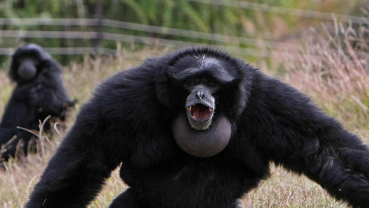 siamangのバナー