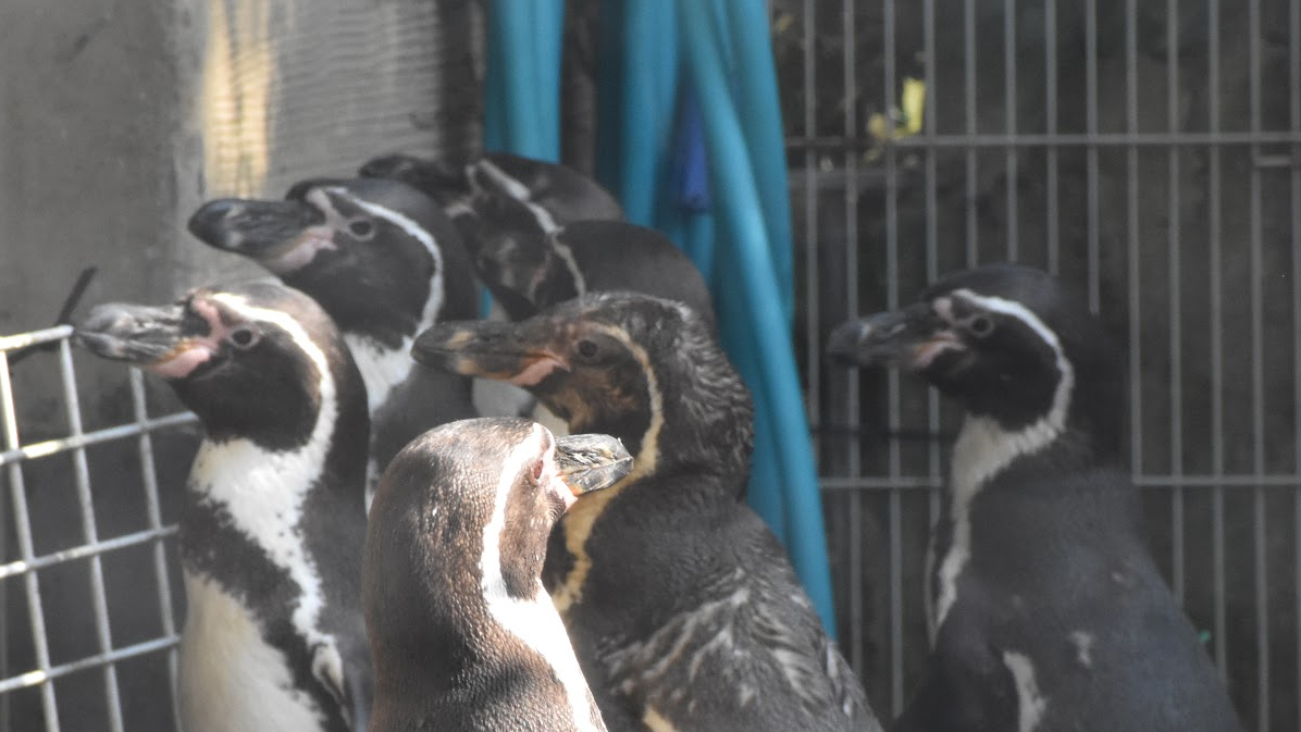 Penguinのバナー