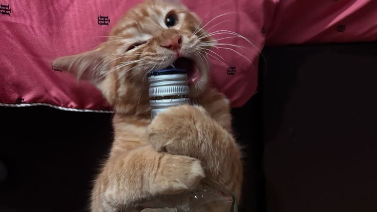 drinkingpepsのバナー