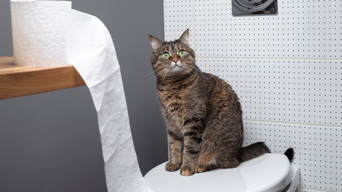 Cat Turds Flyersのバナー