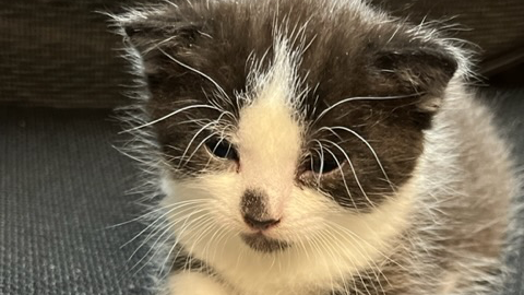 pepperのバナー