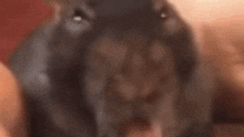 Rats make me crazy