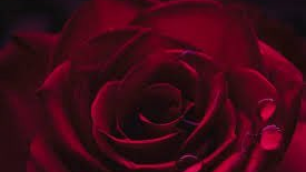 Red Rose Mafiaso