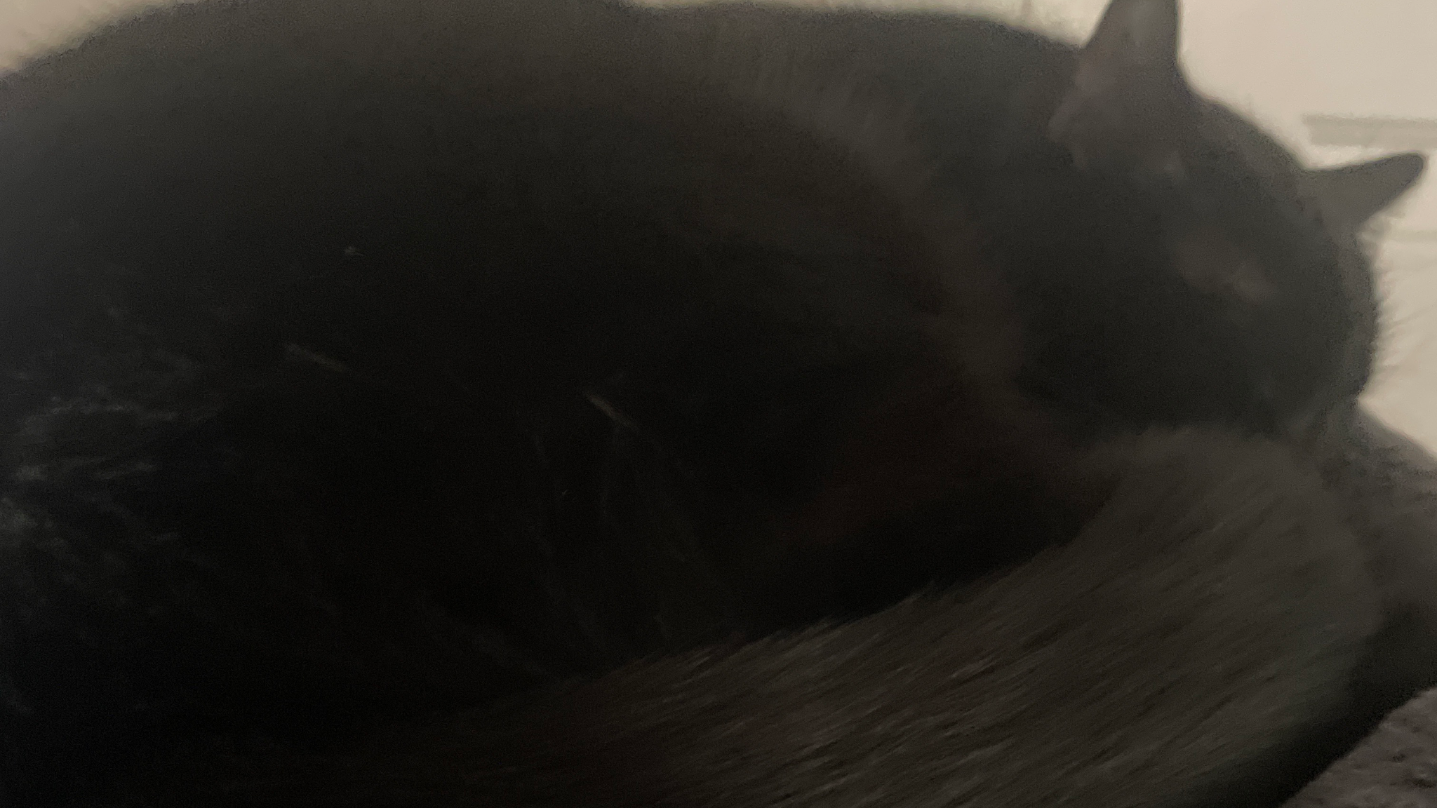 El gato