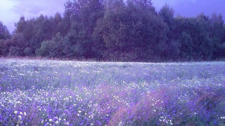 Spollyのバナー