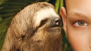 Slothのバナー