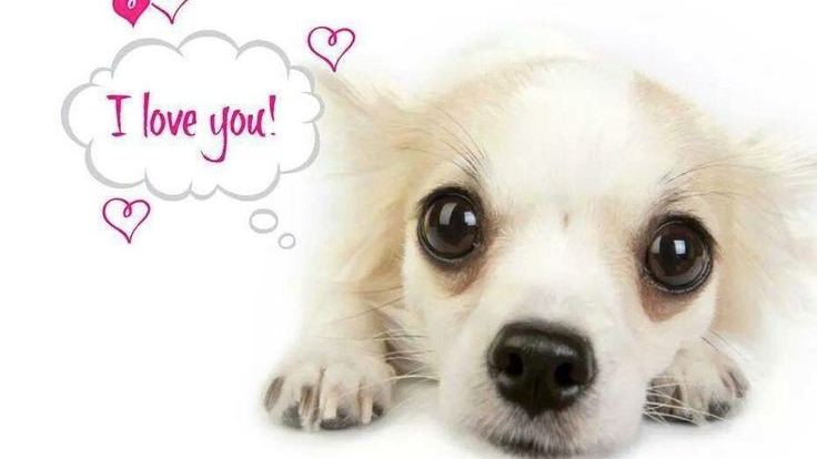 pupiprincessのバナー