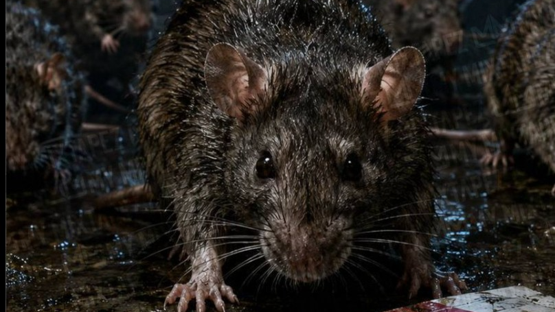 Street Rats