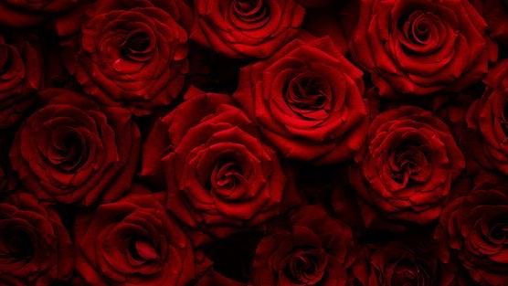 Rose sanctuaryのバナー