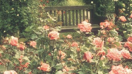 Rosies Gardenのバナー