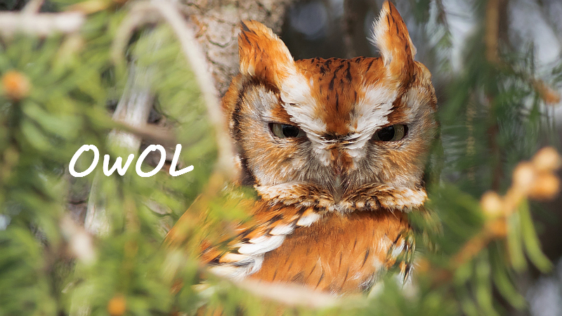 Screech Owl Appreciation Clubのバナー