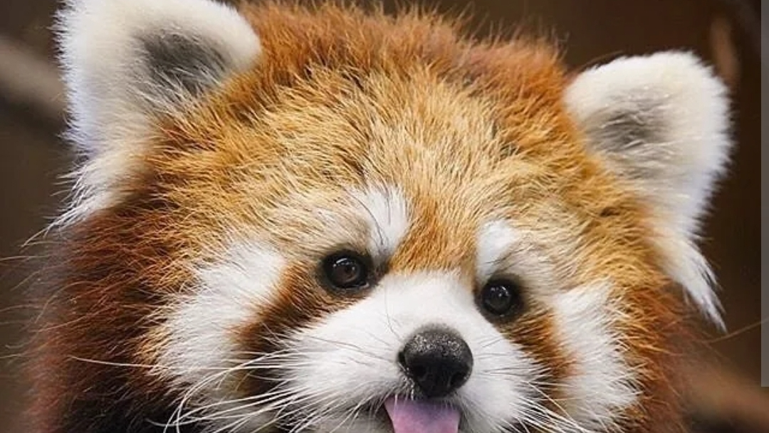 Red panda Mafiaのバナー