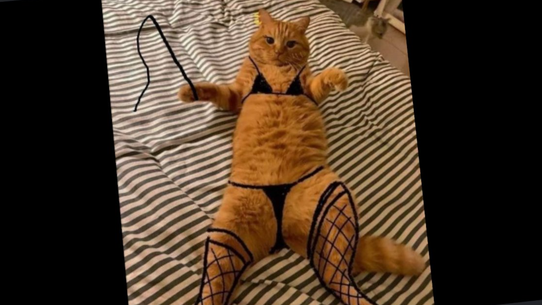 slutty catのバナー