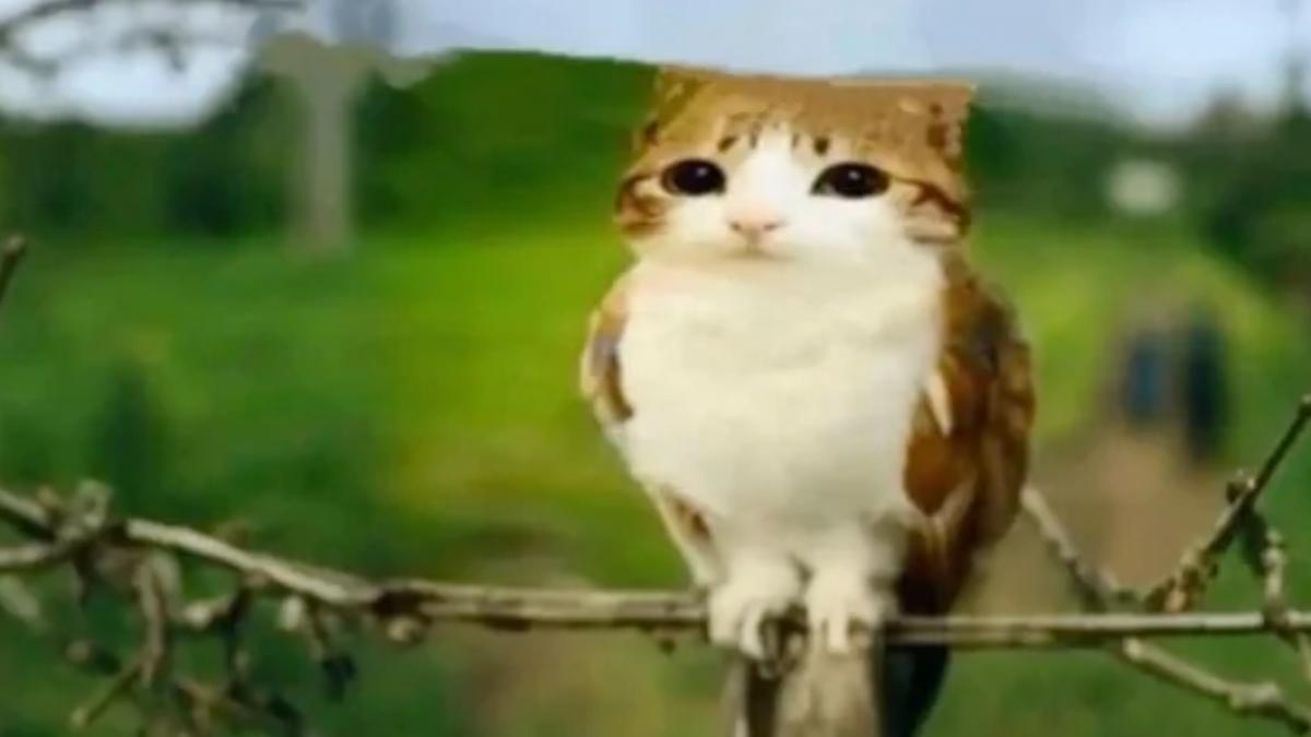 Lesbian Kitty Brigadeのバナー