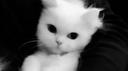 Cat gangのバナー