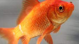 Goldfish Taintのバナー