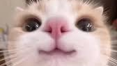 Kittybittiesのバナー