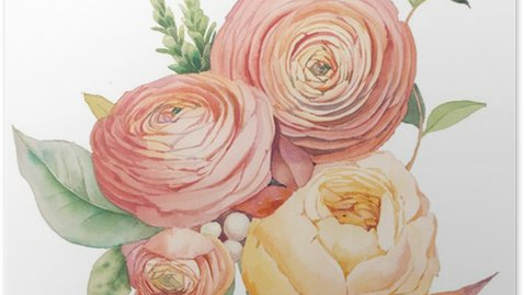 Ranunculus