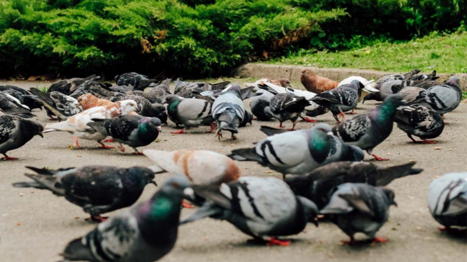 birb armyのバナー