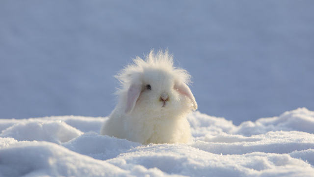 Snow Bunny Huntersのバナー