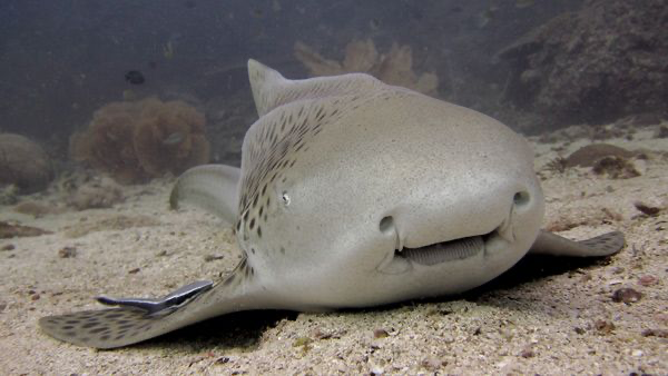 Shark Salesmenのバナー