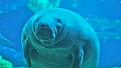 Manatees