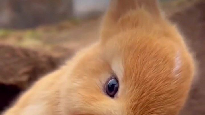 Fluff Butts