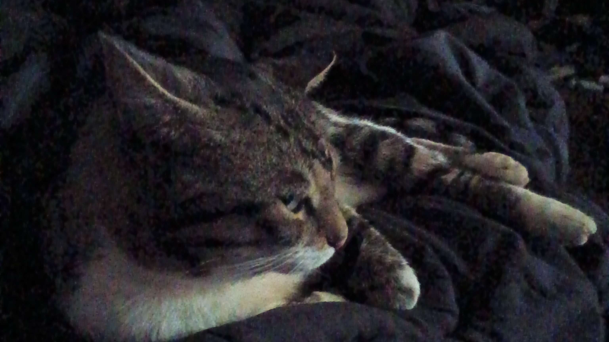 Tony The Cat