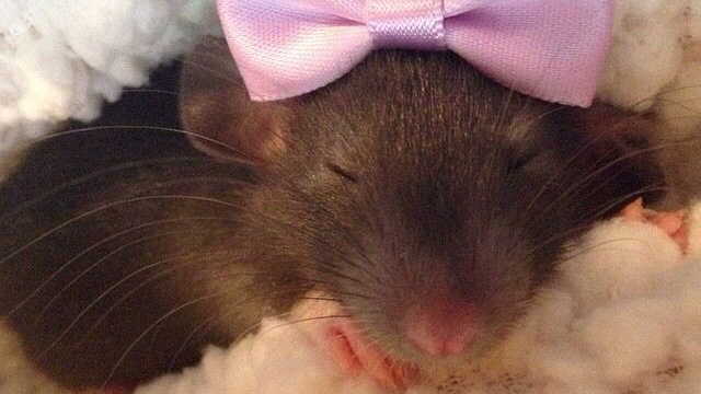 Lil' Rat Protectors