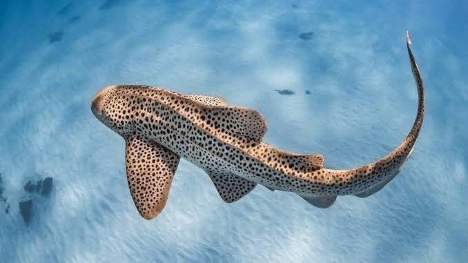 °zebra shark°のバナー