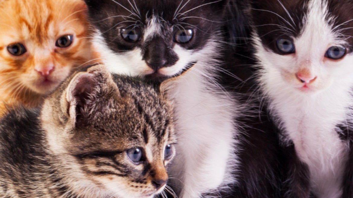 Cat lovers onlyのバナー