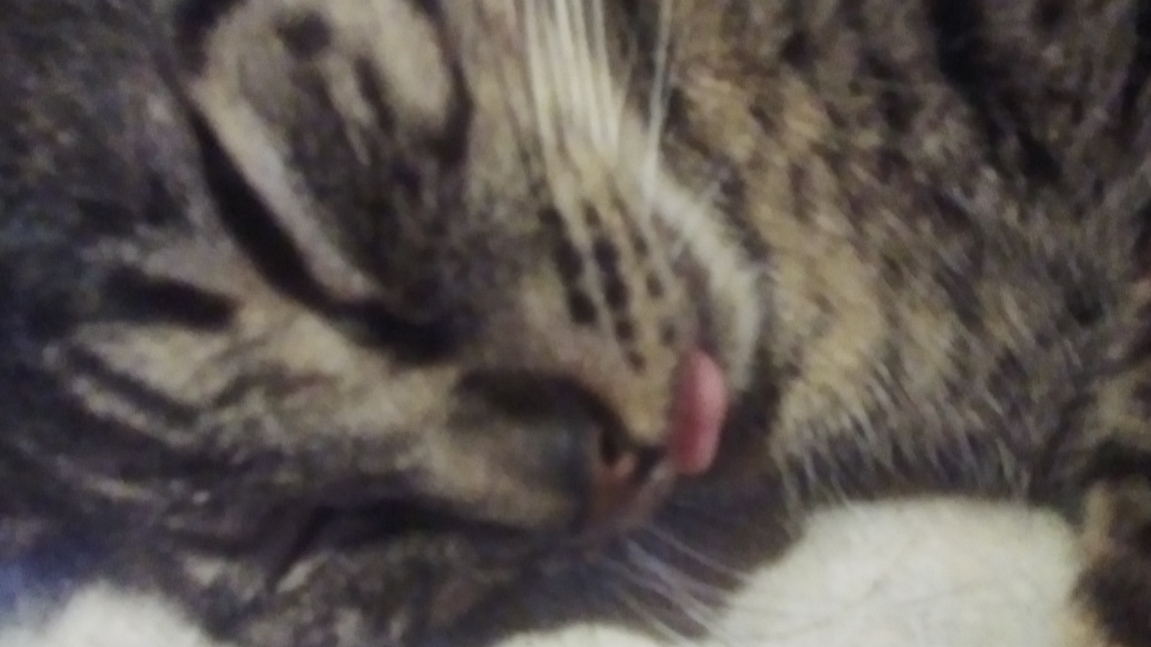 I Love my Catのバナー