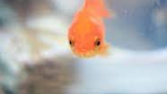 Fish Club
