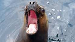 Offical sea lionsのバナー