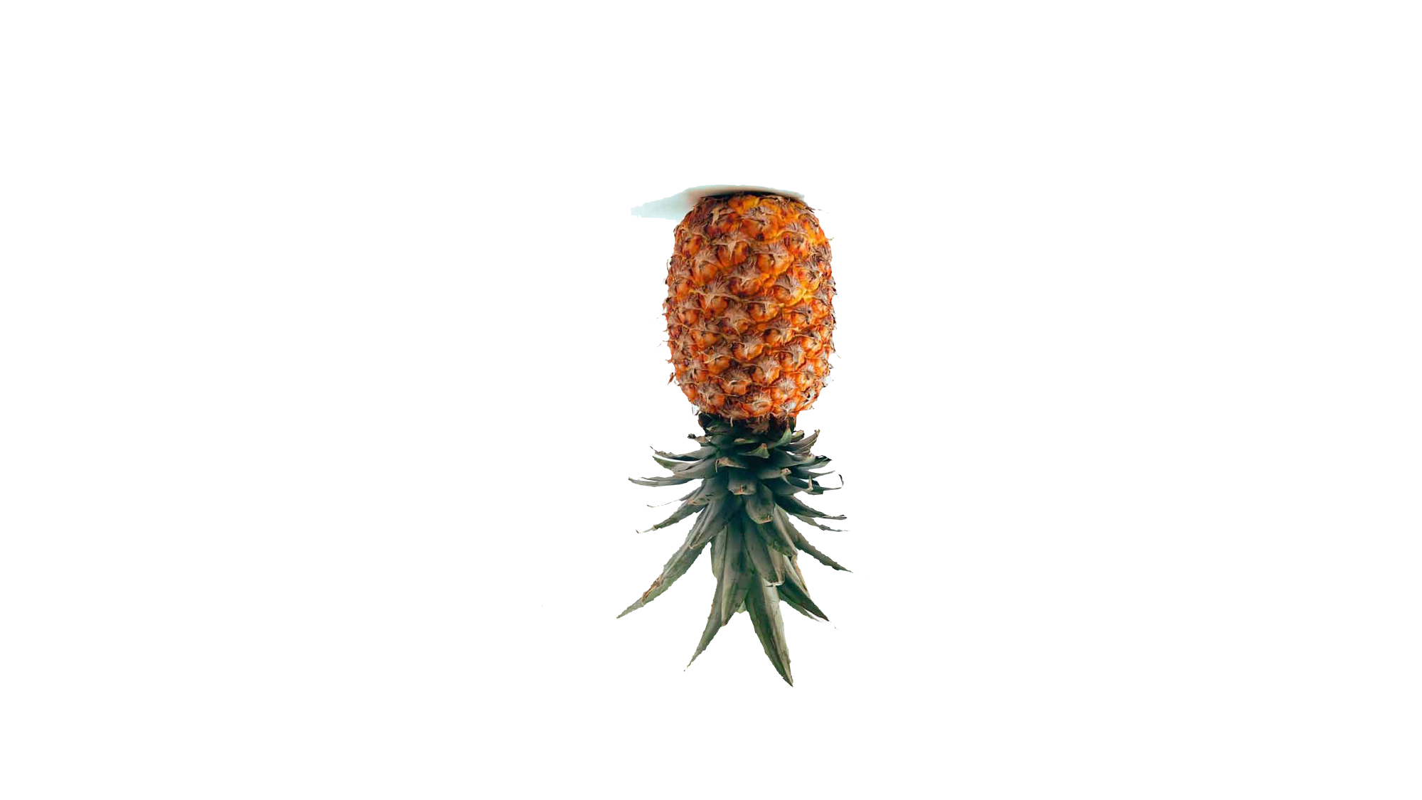 Pineapple possums
