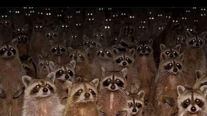 Coon Cultのバナー
