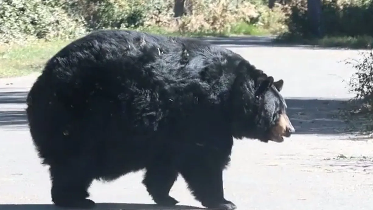 The Bear Council