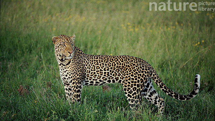 Leopardのバナー