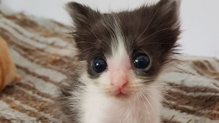 silly lil guysのバナー