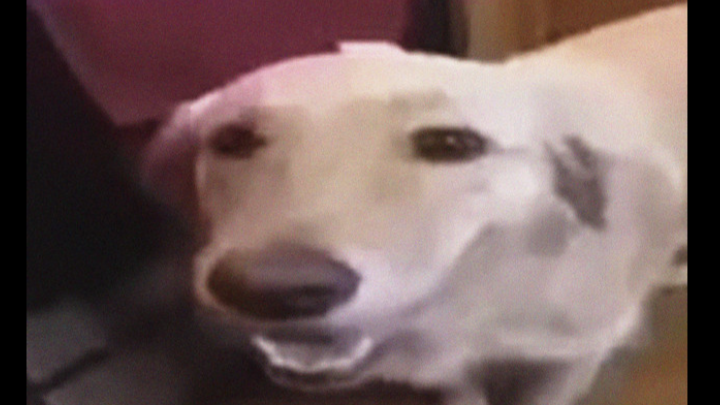 BUTTER DOG GANG